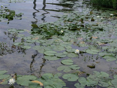 Water Lily