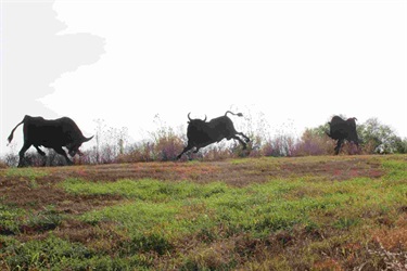 Metal sculptures of bulls on a hill. Bull Ridge: These are the positives from Robert Morris's Bull Wall near the American Royal in Kansas City, Mo. We acquired Bull Ridge in 1999. In 2015, the art was relocated to Prairie Star Parkway.