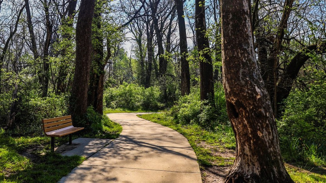 Trail goes through trees with a bench on one side