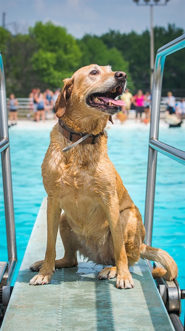 Dog on diving board