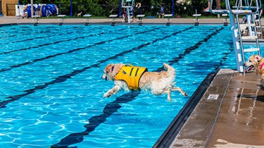 Dog in lifejacket leaping into pool