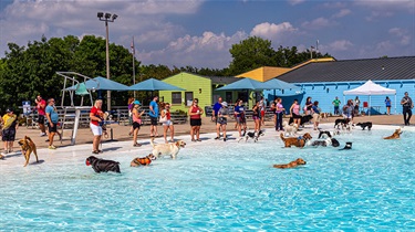 Swimming dogs