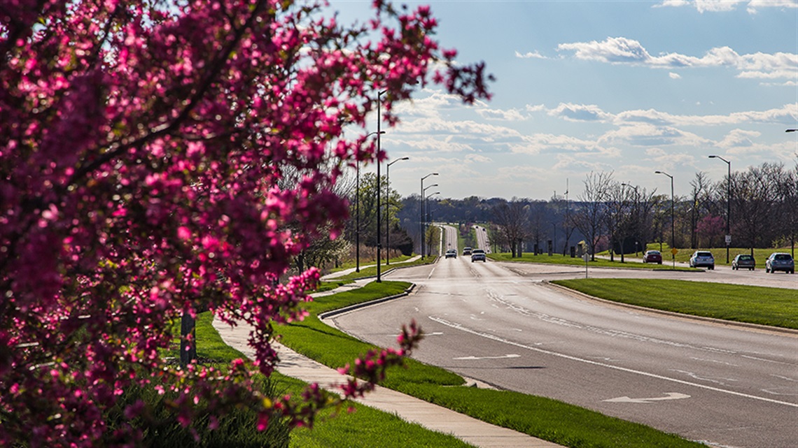 Cars driving in distance on road with flowering tree in foreground