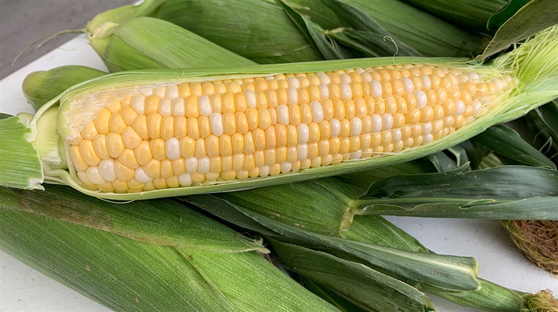 half-shucked ear of corn