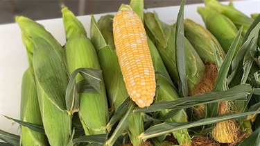 Pile of corn with shucked ear on top