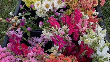 Closeup view of assorted flowers in a plastic tub
