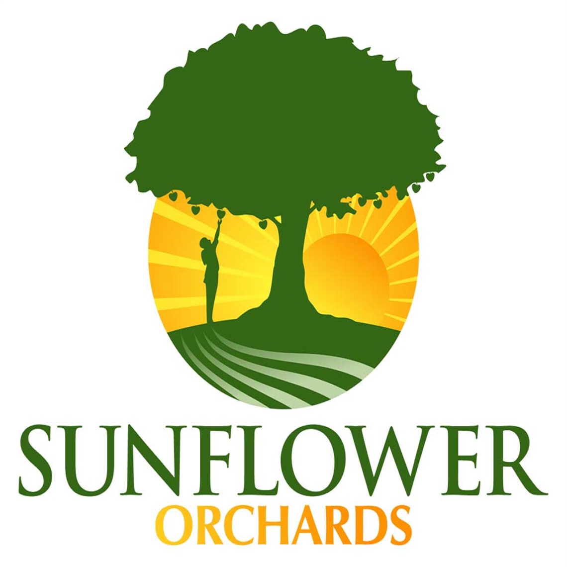 Sunflower Orchards logo with illustration of person reaching up to pick fruit off a tree with sunrise in background