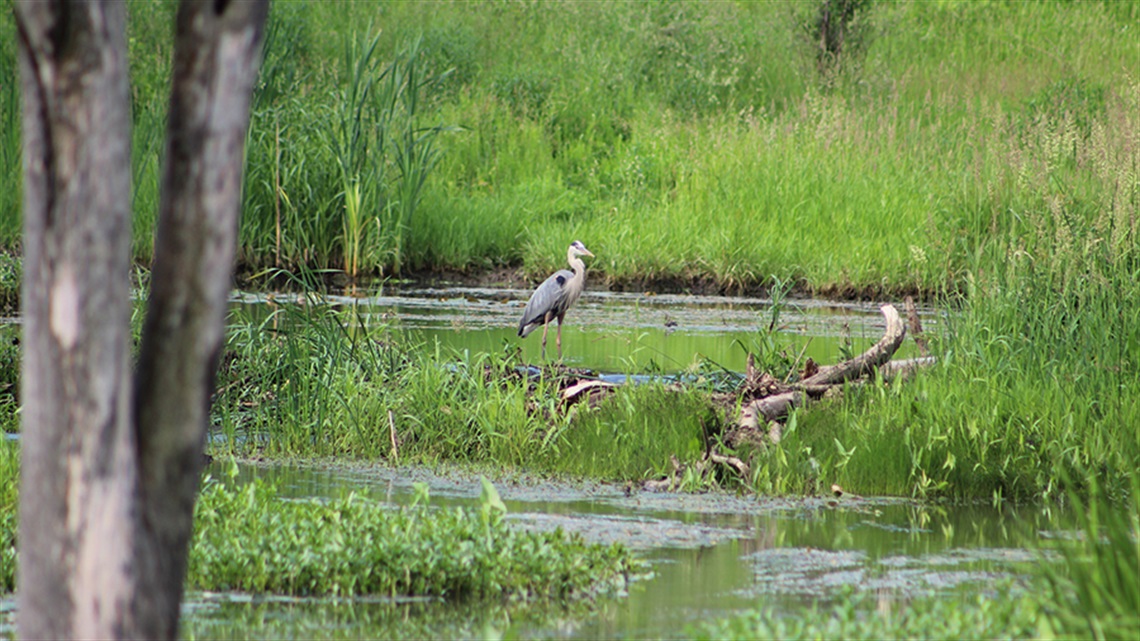 Heron standing in marshy water