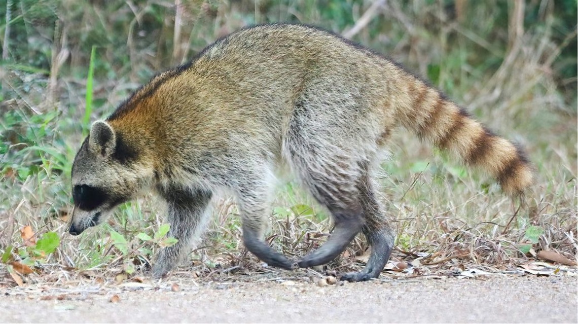 Raccoon walking near path and looking down