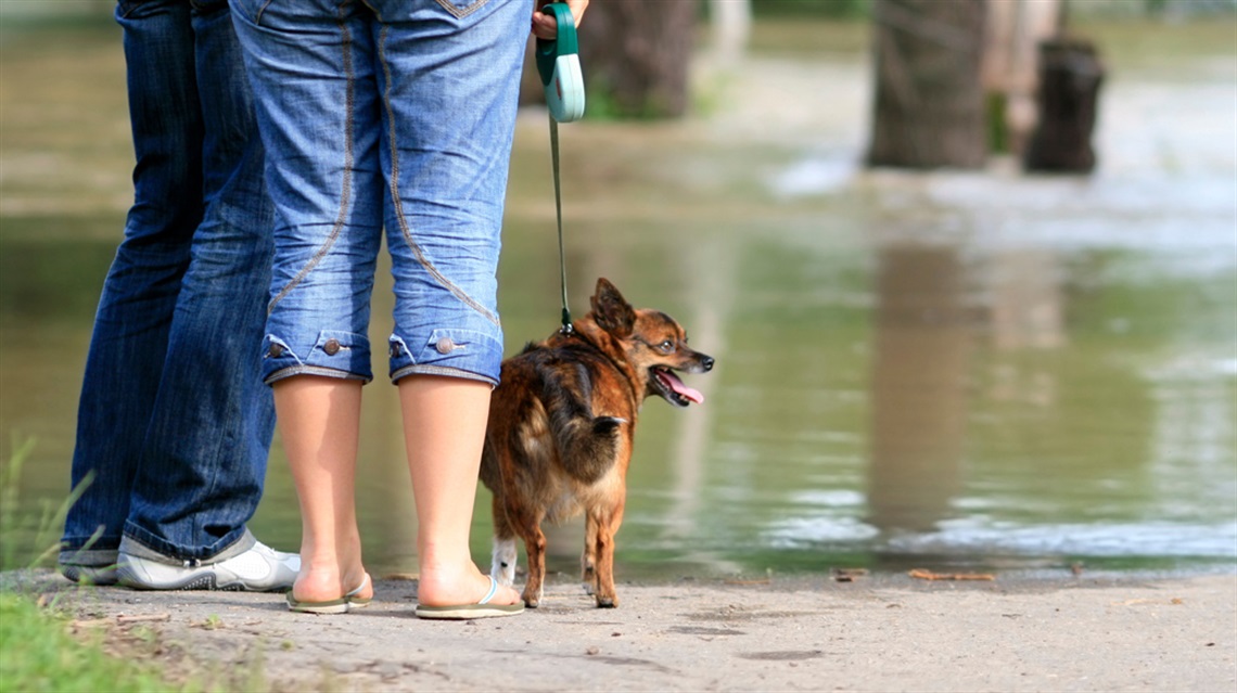 Lower halves of two people standing near flooded road with a dog on a leash