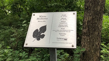 White mulberry tree sign