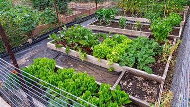 Community garden raised planting beds