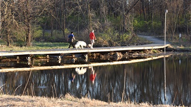 People walking dogs on boardwalk