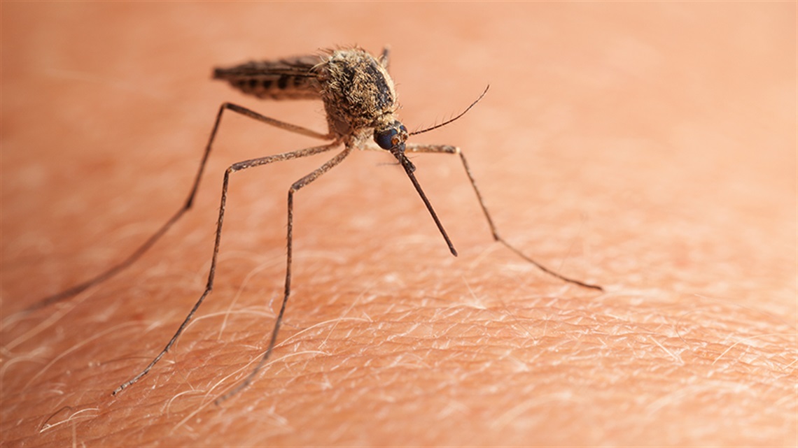 Mosquito resting on person's arm