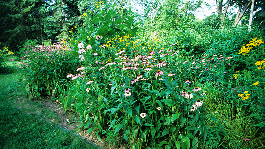 green rain garden with flowers blooming